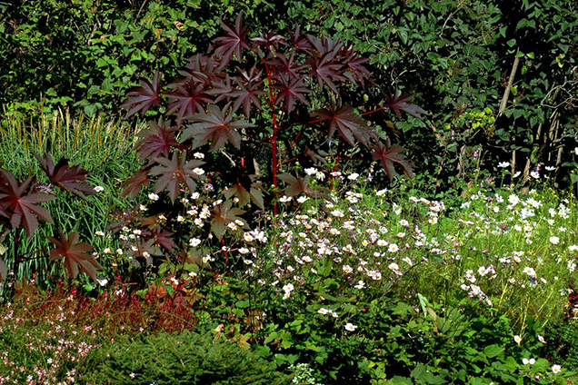 piante nere in contrasto con piccoli fiori bianchi; un'idea perfetta per realizzare uno spazio del giardino con un grande carattere