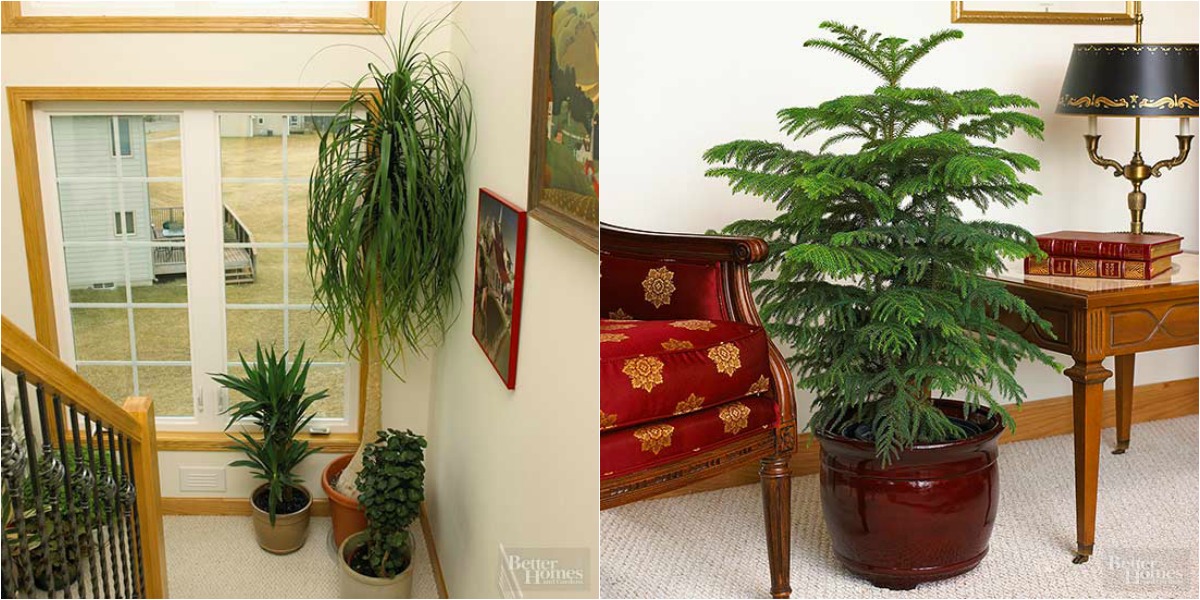 Árboles de interior para decorar cualquier espacio