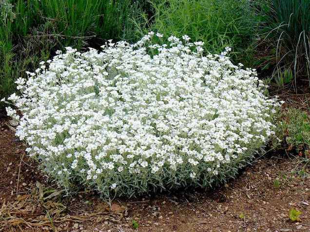 Il cerastio è una piccola pianta perenne dal portamento tappezzante che produce cespi tondeggianti, densi e ben ramificati