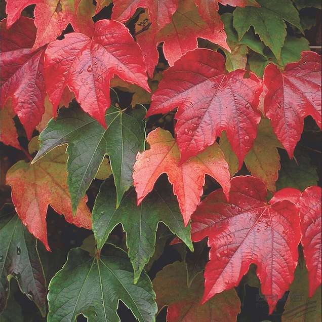 La parthenocissus tricuspidata è una specie rampicante caratterizzata da foglie a tre punte, palmate e lisce, che sono verdi in estate e assumono magnifiche colorazioni che vanno dal rosso intenso al marrone in autunno