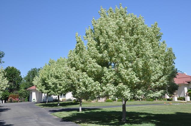 5 árboles de sombra de rápido crecimiento