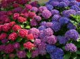 imagen Las Hortensias