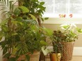 imagen Plantas de interior: cuidados básicos
