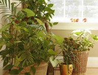 imagen Plantas de interior: cuidados básicos