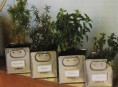 imagen Hierbas aromáticas o medicinales