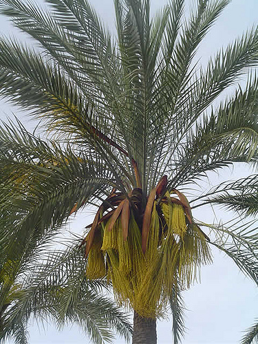 palmeras