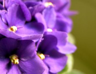 imagen Riego de las violetas