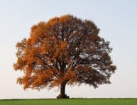 imagen Cómo elegir un árbol