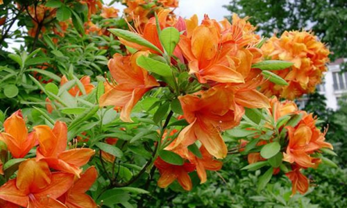 azalea coral