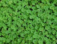 imagen La Dichondra Repens