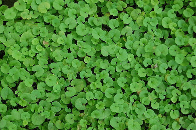 dichondra-repens