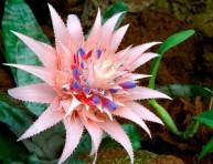 imagen La Bromelia