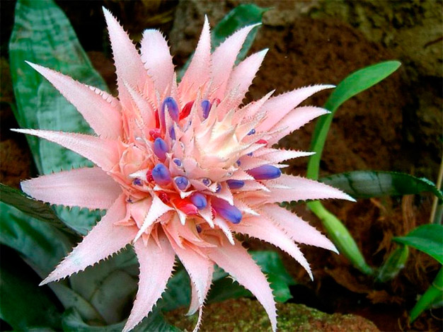 La Bromelia - Plantas de Interior