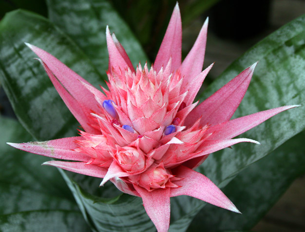 La Bromelia - Plantas de Interior