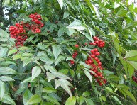 imagen El arbusto Nandina