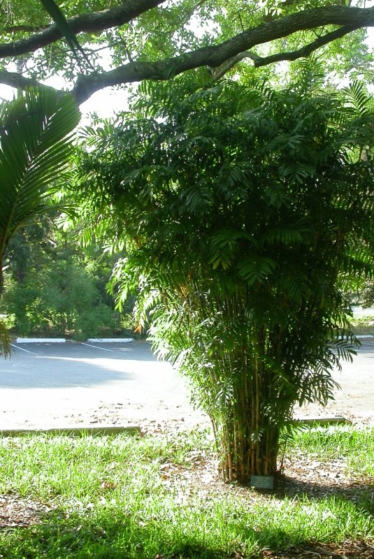 Chamaedorea Plantas De Interior chamaedorea-plantas-de-interior