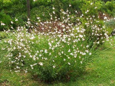 gaura-01