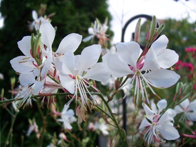 gaura-02