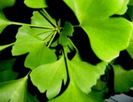 imagen El Ginkgo