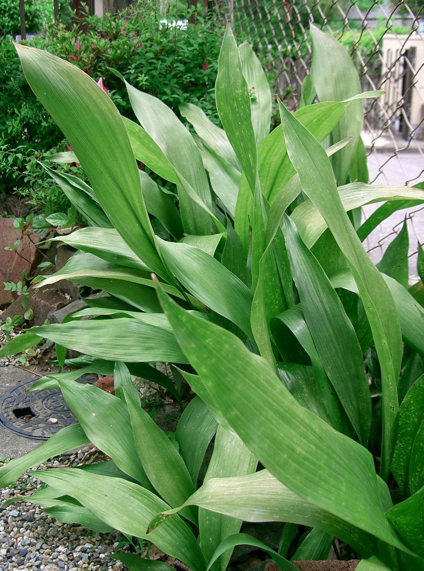 Aspidistra Arbustos