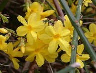 imagen El Jazmín Amarillo