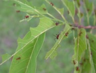 imagen Eliminemos las hormigas del jardín