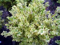 ligustrina-variegada-1