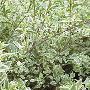 ligustrina-variegada-3