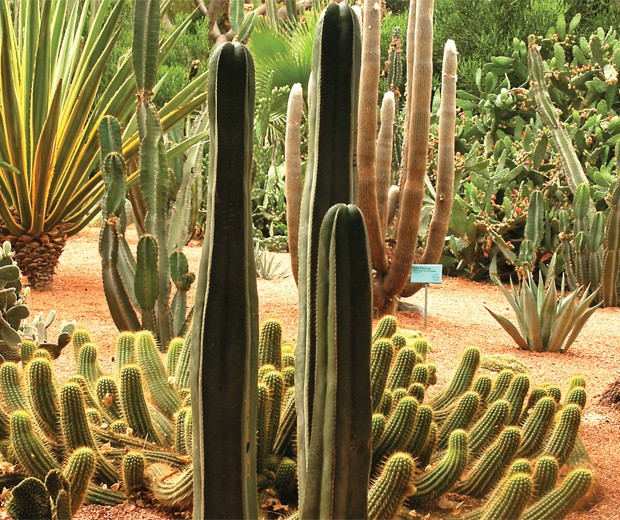 jardin-majorelle-09