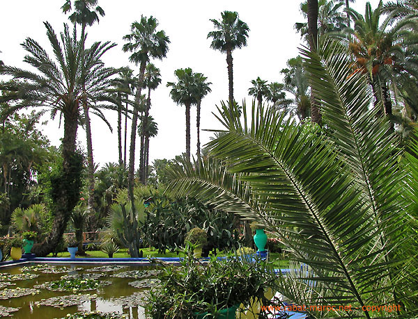 jardin-majorelle-25