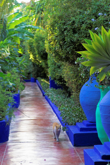 jardin-majorelle-29