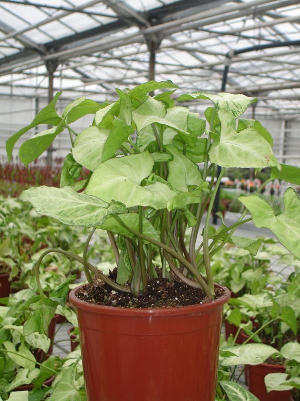 Singonis El Singonium - Plantas de Interior
