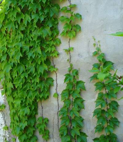 ampelopsis-prthenocissus-tricuspidata-01