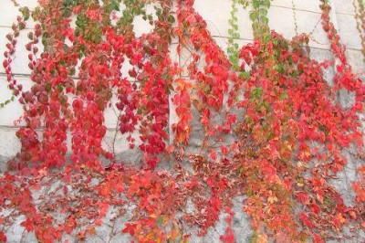 ampelopsis-prthenocissus-tricuspidata-03