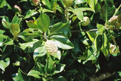 magnolia-grandiflora-01