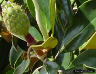 imagen La Magnolia