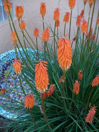 tritoma-kniphofia-uvaria-01