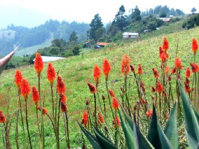 tritoma-kniphofia-uvaria-02