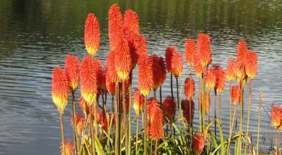 tritoma-kniphofia-uvaria-03