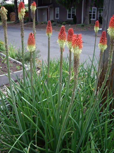 tritoma-kniphofia-uvaria-04