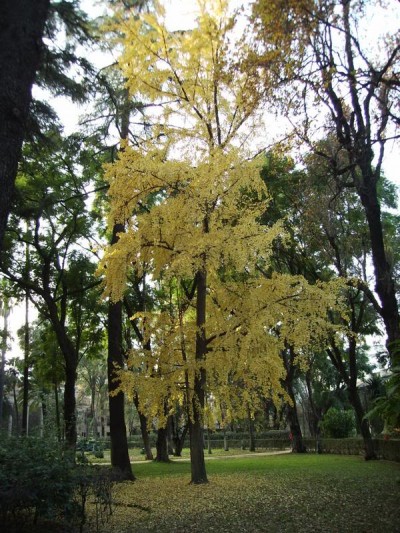 El Paraíso - Arboles