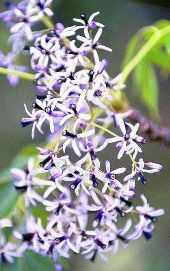 Details 100 imagen arbol paraiso florecido