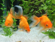 imagen Plantas acuáticas para tu acuario