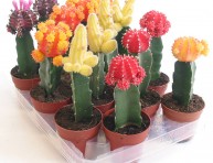 imagen Cactus coloridos