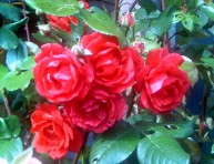 imagen Como cuidar las rosas más bellas (Parte I)