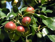 imagen Cuida los árboles frutales