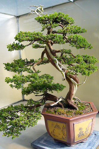 bonsai-el-arte-asiatico-01