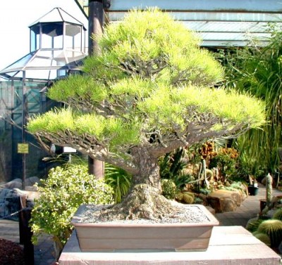 bonsai-el-arte-asiatico-02