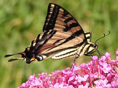 como-atraer-mariposas-al-jardin-01