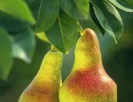 imagen Cuidados de los frutales